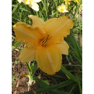 Denivka Ruffled Apricot
