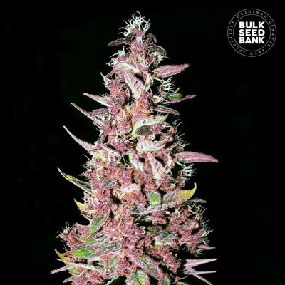 Bulk Seed Bank Purple Glam Kush semena neobsahují THC 10 ks