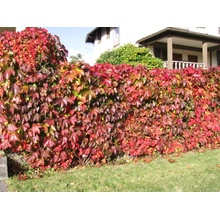 TSUGA Parthenocissus quinquefolia - Přísavník pětiprstý