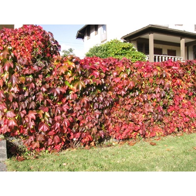 TSUGA Parthenocissus quinquefolia - Přísavník pětiprstý