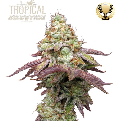 Seedstockers Superior Tropical Zmoothie semienka neobsahujú THC 3 ks