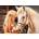 Castorland - Puzzle My Friend Horse - 180 piese