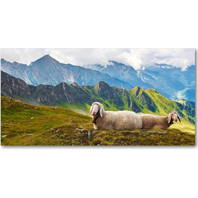 Foto-obraz fotografie na skle Ovce v Alpách 100x50 cm