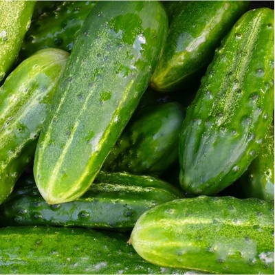 BIO okurka nakládačka Vorgebirgstrauben - Cucumis sativus - bio osivo okurky - 10 ks