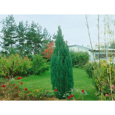 Cypruštek lawsonov Ellwoodii, výška 20-30 cm, kvetináč 11 cm