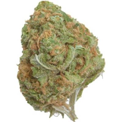 Growers Choice Banana Glue semena neobsahují THC 5 ks