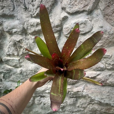 Neoregelia - Red Goodies