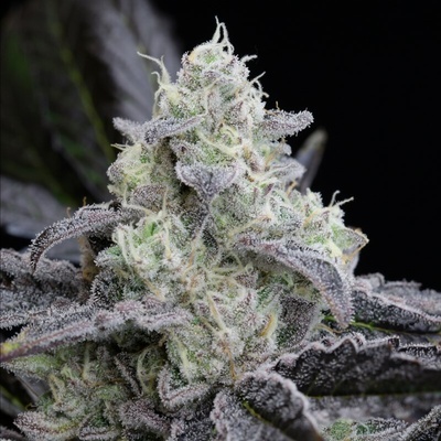 L.A.Silent Seeds Vanilla Cake semienka neobsahujú THC 5 ks