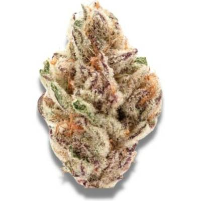 Growers Choice Sour Zkittlez semena neobsahují THC 3 ks