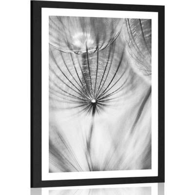 Plakát s paspartou pampeliška v černobílém provedení - 30x45 black