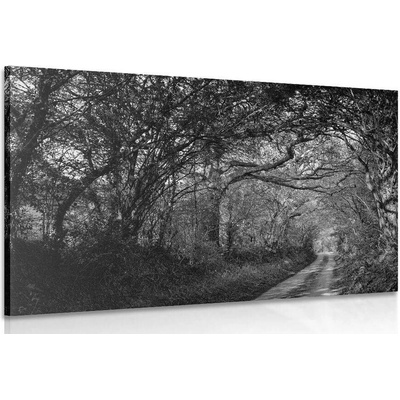 Obraz černobílý les - 120x80