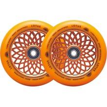 Root Lotus 110 mm radiant orange 2 ks