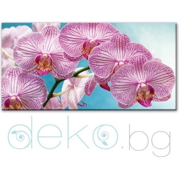 Красива орхидея (30122)