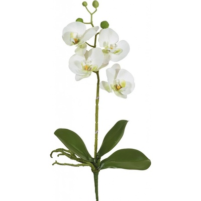 Orchidej (phalaenopsis) s kořeny (x8) bílá v40 cm (FB206616102)