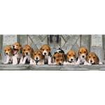 Clementoni - Puzzle Beagles panoráma - 1 000 piese