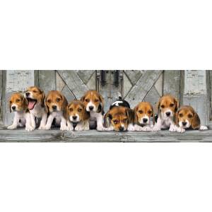 Clementoni - Puzzle Beagles panoráma - 1 000 piese
