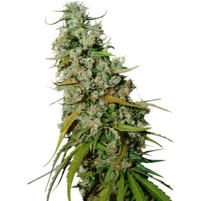 Super Sativa Seed Club Kees Old School Haze regular semienka neobsahujú THC 12 ks