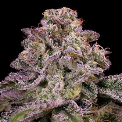 Anesia SeedsHollywood Rain Auto Semienka neobsahujú THC 3 ks
