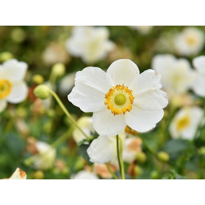 Veternica Summer Breeze Snow - Anemone, kont. 0,5 l