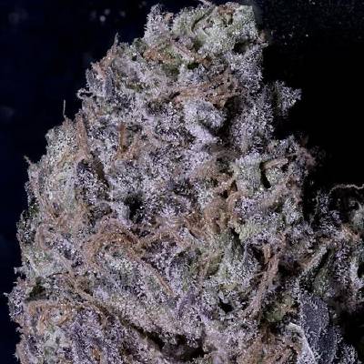 Don Avalanche Seeds Don Gelato semena neobsahují THC 5 ks
