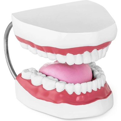 Physa Модел на зъби - Комплект зъби (phy-tm-2)