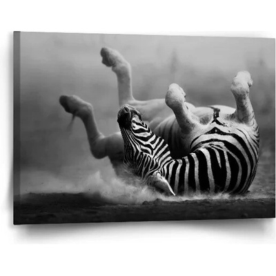 Sablio Obraz Váľajúca sa zebra - 90x60 cm
