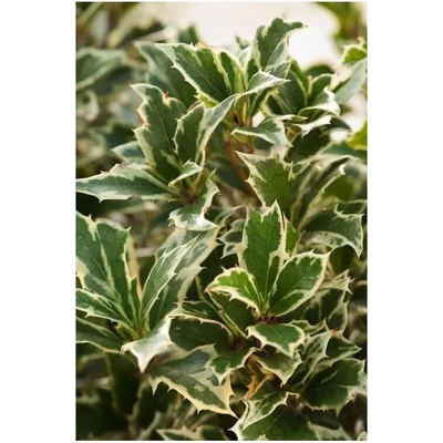 Osmanthus het. 'Variegatus' 20-30 C2,5L