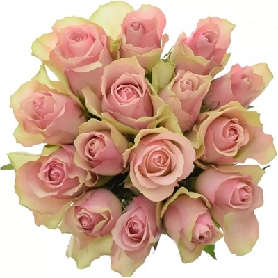 Kytice 15 růžových růží BELLE ROSE 50cm