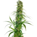 Sensi Seeds Michka semena neobsahují THC 3 ks