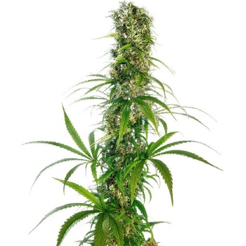 Sensi Seeds Michka semena neobsahují THC 3 ks