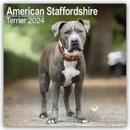 American Staffordshire Terrier Square Dog Breed Wall 16 Month 2024