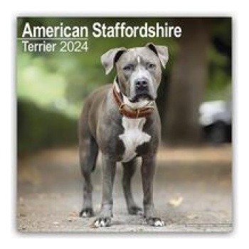 American Staffordshire Terrier Square Dog Breed Wall 16 Month 2024