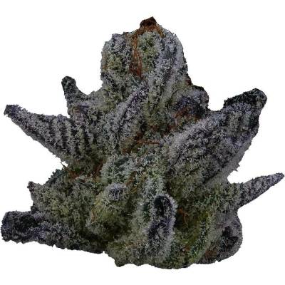 Highbreed Seeds Sherbet Jedi Joint Auto semena neobsahují THC 2 ks