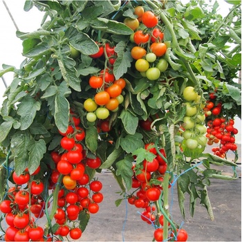 Rajče Gallant F1 - Solanum lycopersicum - semena rajčete - 10 ks
