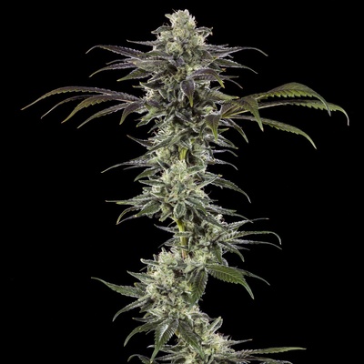 Barney´s Farm RS11 F1 Hybrid semena neobsahují THC 3 ks