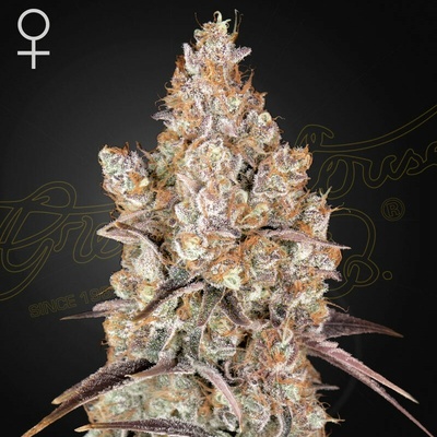 Green House Seed Holy Snow semienka neobsahujú THC 3 + 3 ks Holy Snow