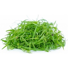 Microgreens Kopr vonný na microgreens, 50 g