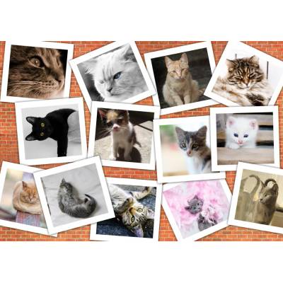 Grafika - Puzzle Cats II - 1 500 piese