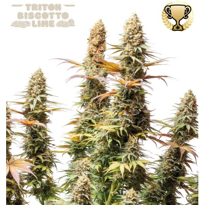 Seedstockers Superior Triton Biscotto Lime semienka neobsahujú THC 25 ks