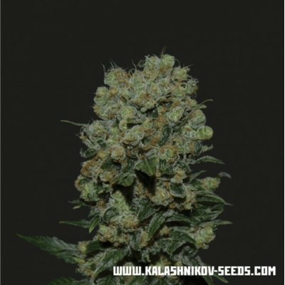 Kalashnikov Seeds Kalashnikov Express semienka neobsahujú THC 10 ks