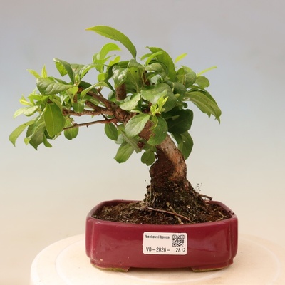e-bonsai Venkovní bonsai - Celastrus orbiculatus - Jesenec okrouhlolistý