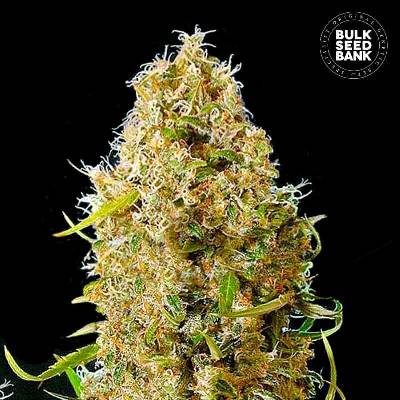 Bulk Seed Bank AUTO Kali's Mistery semena neobsahují THC 10 ks
