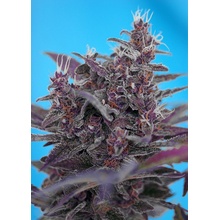 Sweet Seeds Black Cream semena neobsahují THC 3 ks