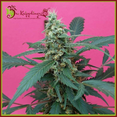 Dr. Krippling Seeds Mong-U-Mental semena neobsahují THC 5 ks