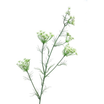 Divoká mrkev - Dancus Carota Kopr/Dille bílý 120cm