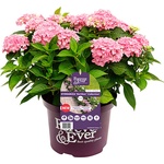 Forever & Ever® Hortbux® Pink Forever & Ever® Бордюрна хортензия