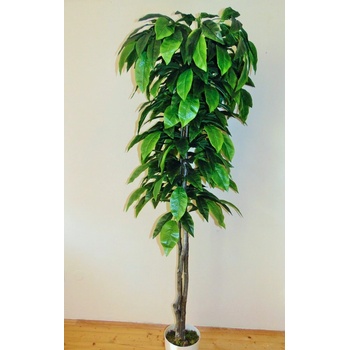 Orech zelený 200 cm