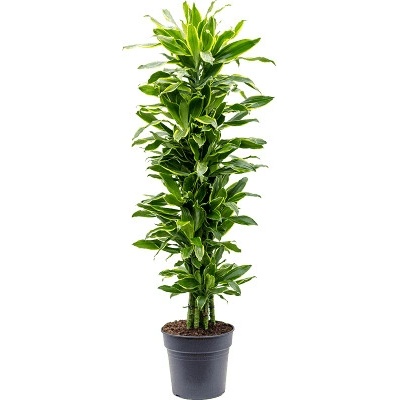 Dracaena fragrans Golden Coast multi 31x140 cm