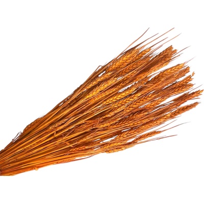 Sušené klasy pšeničné 150g - oranžové