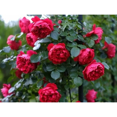 Ruža popínavá Deep Love, výška 150-180 cm, kvetináč 5 l